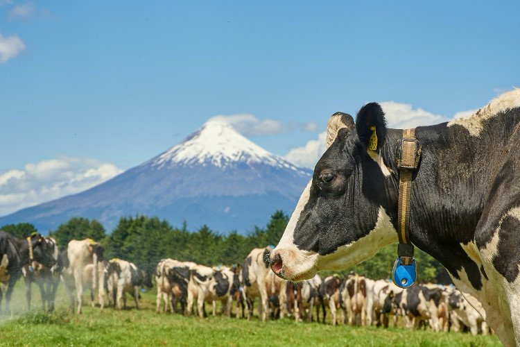 Las vacas no son el problema son parte de la solución