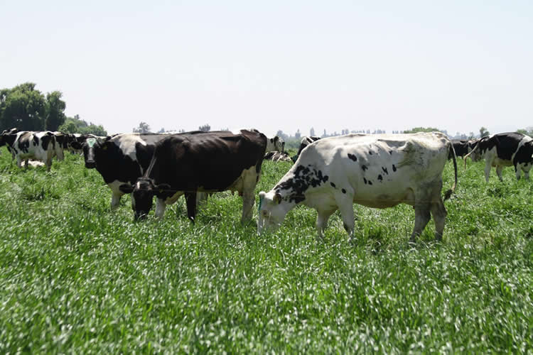 Recepción nacional de leche cruda sube 1,8% al mes de julio