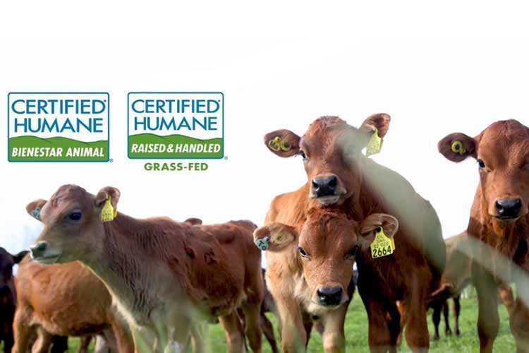 Manuka renueva su certificación en Bienestar Animal y Grass-Fed de Certified Humane®