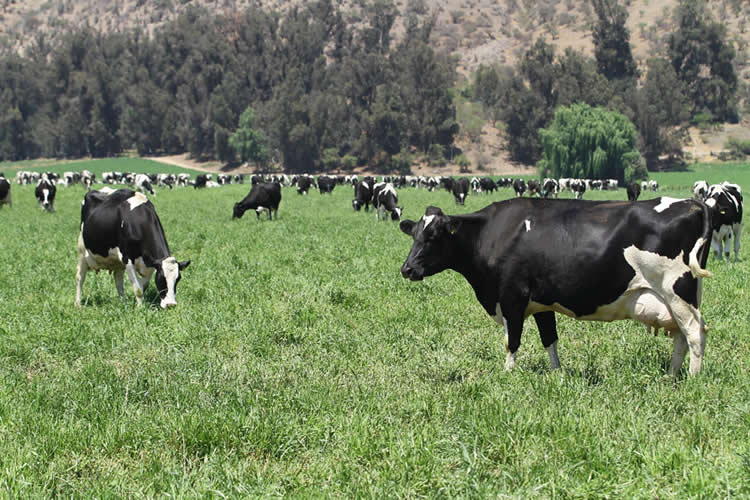 Producción lechera arranca segundo semestre en terreno positivo