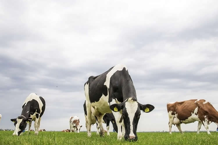 Entregas de leche en la UE cayeron 0,5% durante julio