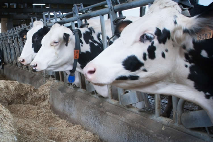 La leche de vaca domina la producción de lácteos en el mundo