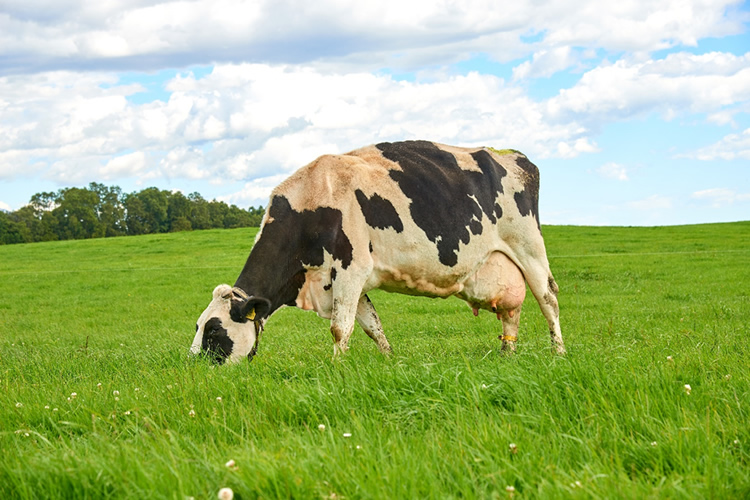 ¿Qué es y cómo funciona una cooperativa agrícola lechera?