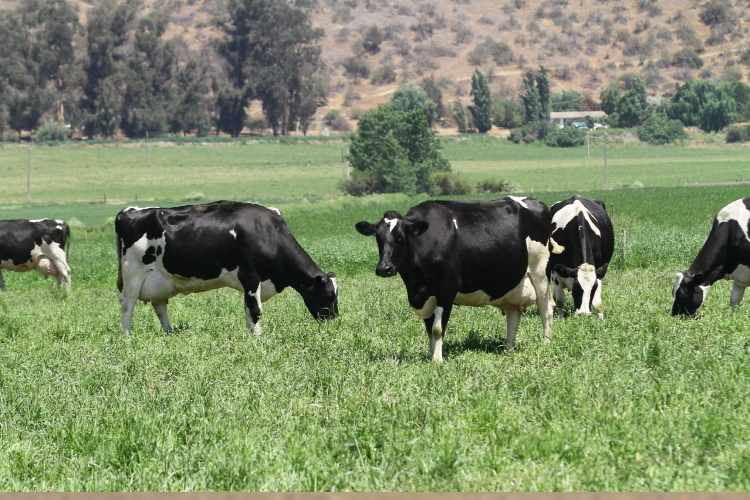 Recepción nacional de leche cruda sube 2,8% al tercer trimestre