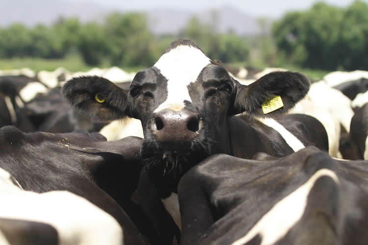 Aumento de recepción de leche cruda responde a un esfuerzo de los productores