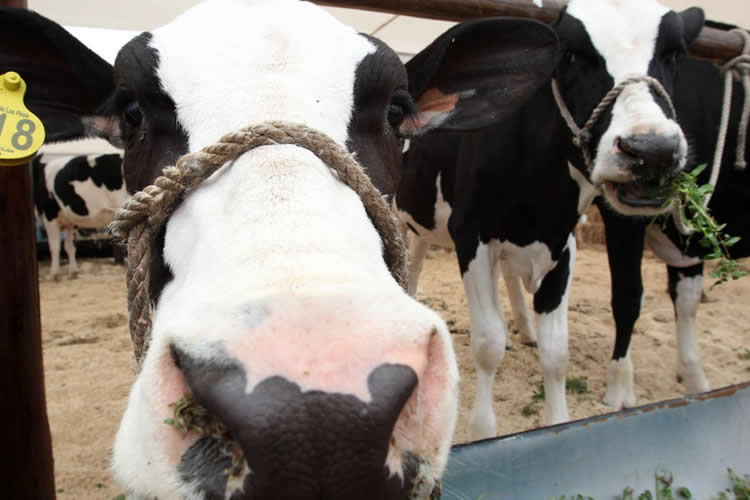 Vacas serán alimentadas con algas hawaianas para combatir cambio climático desde Los Lagos