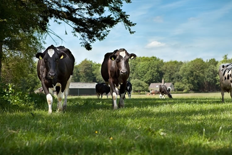 Los desafíos persisten para la producción de leche de América Latina