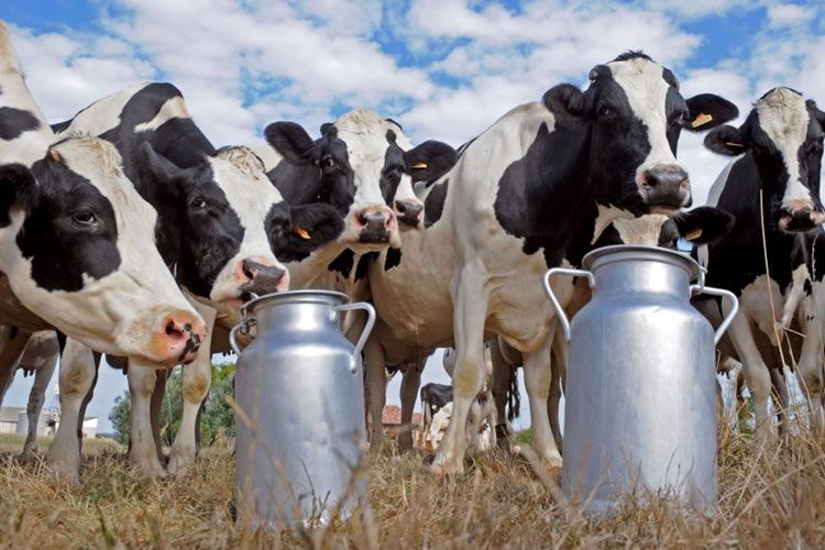 La producción mundial de leche crecería un 0,8% en el 2025