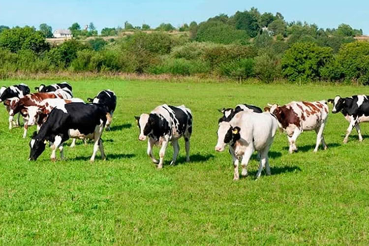 Industria láctea en Los Lagos enfrenta caídas en recepción de leche