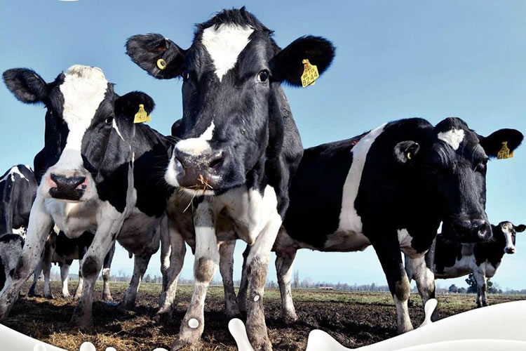 Fedeleche ofrece charla de coyuntura láctea a gremios 