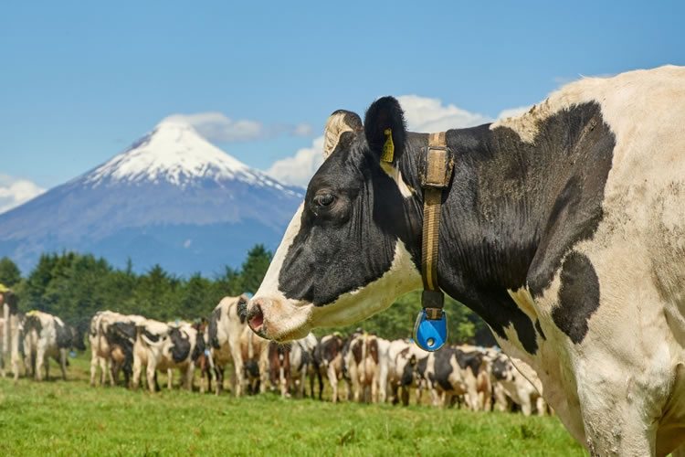 Destacan impacto positivo de las cooperativas en el sector lechero