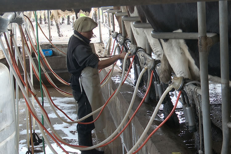 “El 2025 será positivo para la lechería debido a la demanda en el mundo”