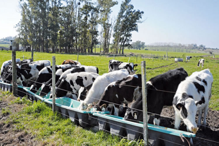 Uruguay: Caída en producción y remisión de leche, según Inale