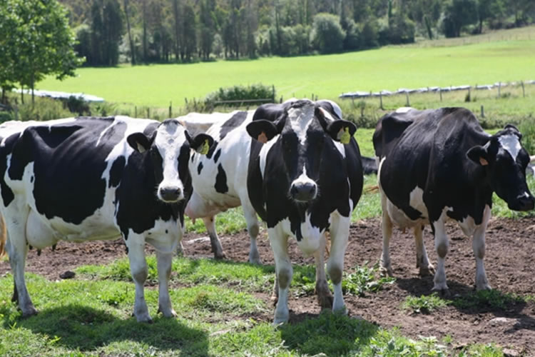 La leche sigue subiendo en Europa