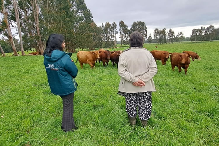 Declaración de Existencia Animal podrá realizarse todo el año