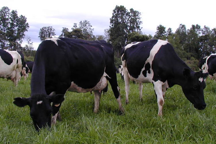 Proyecto que fortalece la agricultura regenerativa concluye con presentación del diseño