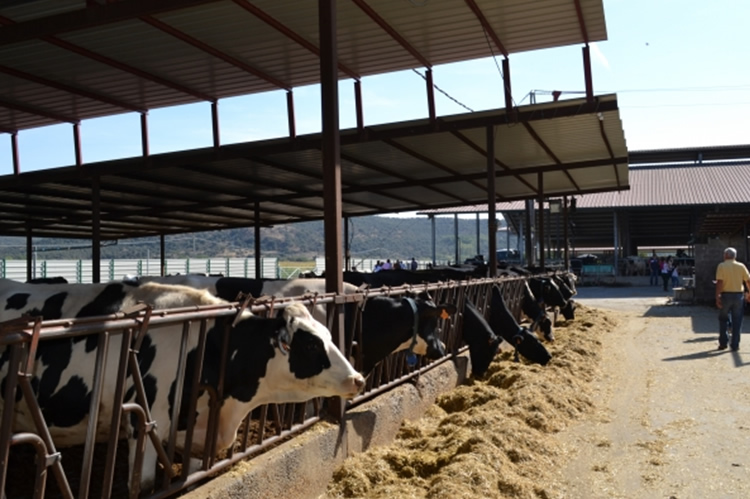 El futuro del suministro de leche sigue siendo incierto