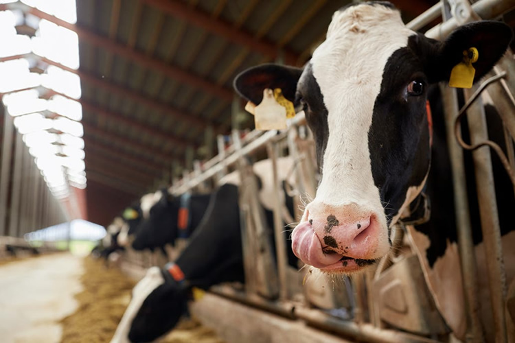 En 2025 la producción mundial de leche crecerá 0,8 %: Rabobank