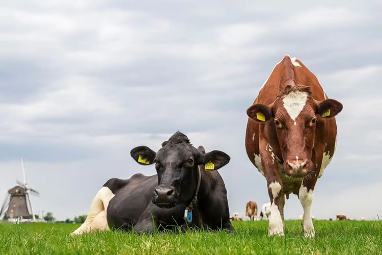 Precio de la leche presenta un incremento del 17% en la UE