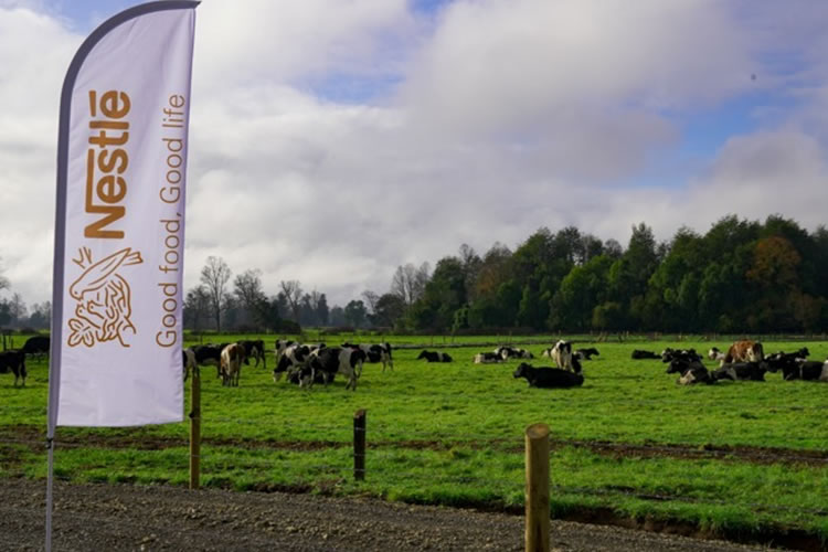 Nestlé Chile junto a sus productores logran la meta de obtener el 20% de la leche con prácticas regenerativas