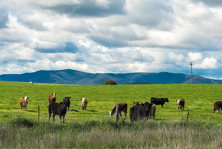 Comparación del costo de producción de leche a nivel mundial