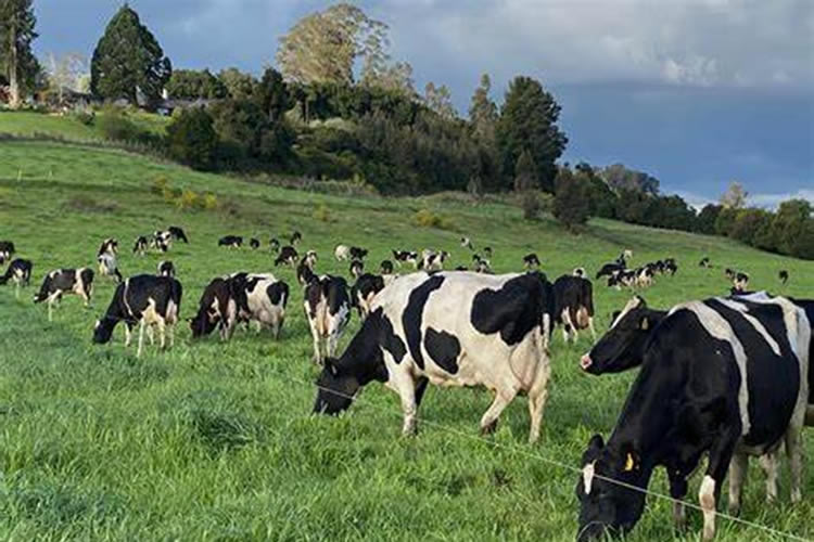 Industria láctea mayor registra crecimiento en la recepción de leche cruda durante 2024 