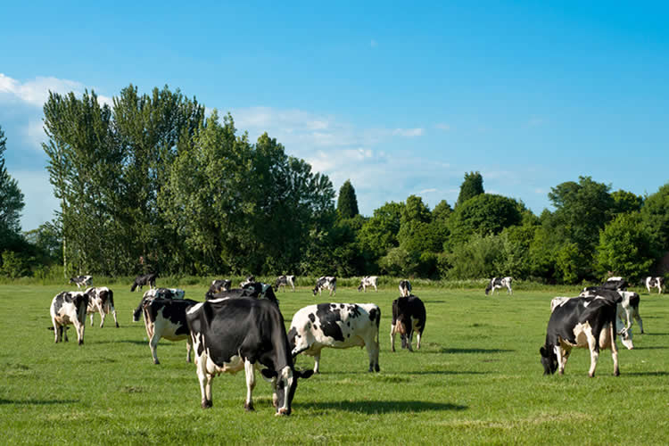 Recepción nacional de leche arranca el año 2025 con alza de 3,2% 