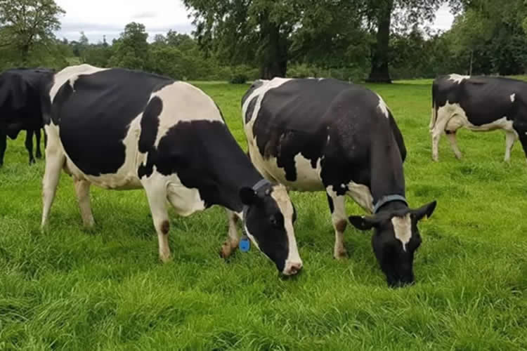 Regiones de Los Ríos y Los Lagos producen 83% de la leche