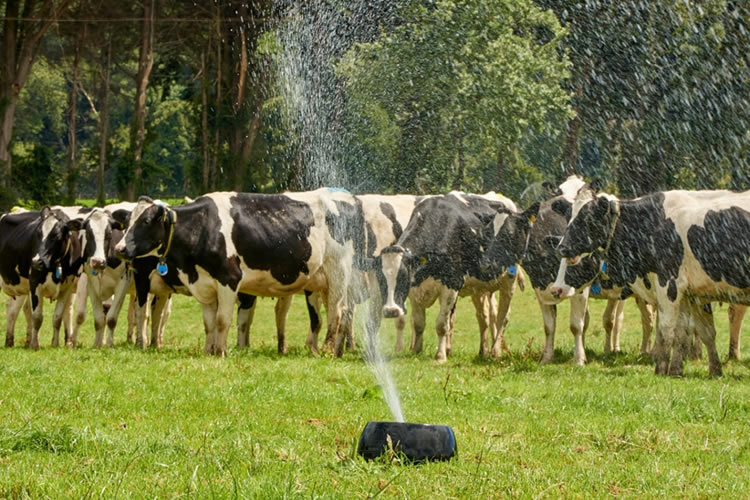 La recepción nacional de leche cruda acumula alza de 8,3% al mes de agosto 