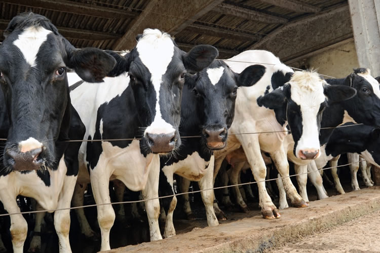 Actualización situación láctea en Oceanía, UE y Sudamérica