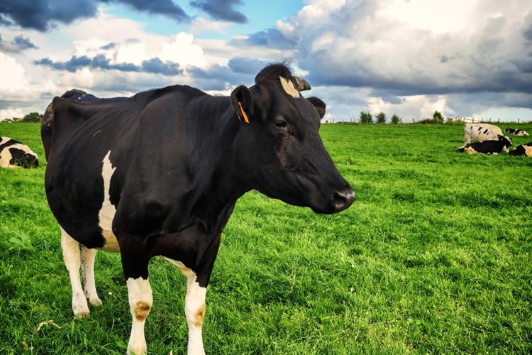 Recepción nacional de leche sube 8,1% de enero a septiembre de 2025