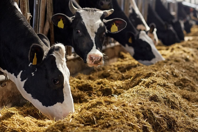 Evolución de la producción mundial de leche al mes de septiembre