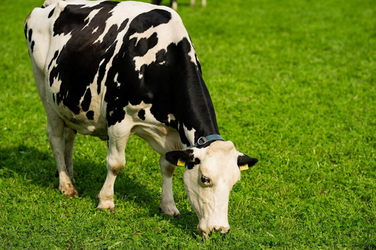 Actualización Mundial de Productos Lácteos, Noviembre 2025