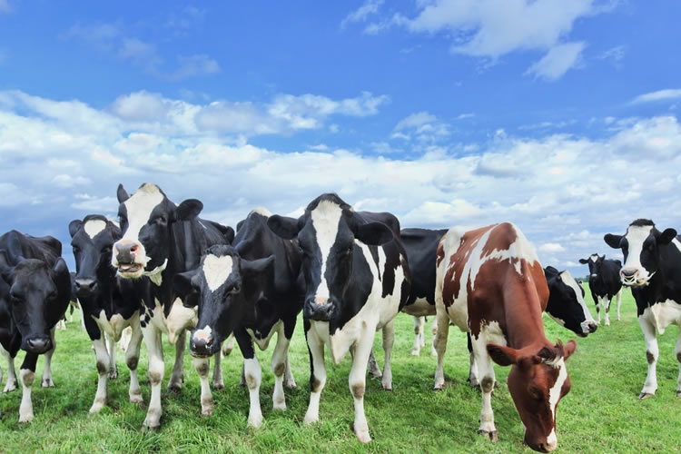 Panorama global de la industria láctea: NZ, UE y Sudamérica 