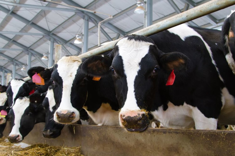 El futuro del sector lácteo europeo no vendrá de la mano de un aumento significativo de los volúmenes producidos