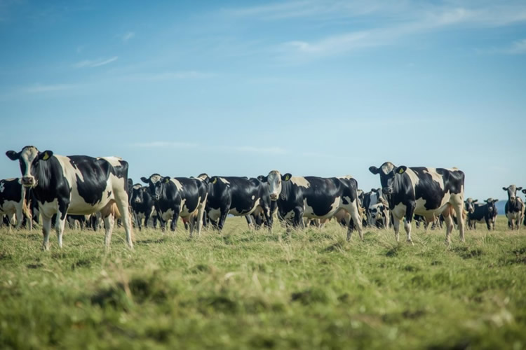 Gremio o lechero entrega su "bitácora" de prioridades para reactivar la inversión 