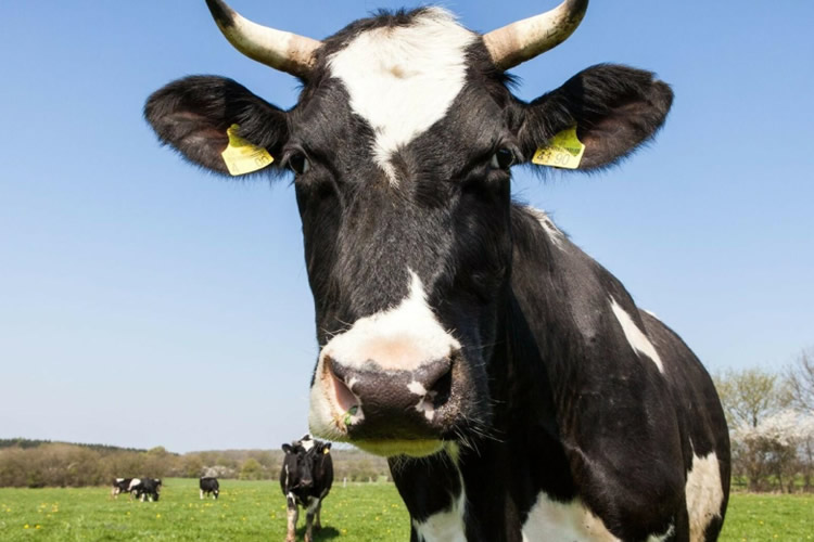 Australia: Los costos de producción siguen afectando el flujo de leche