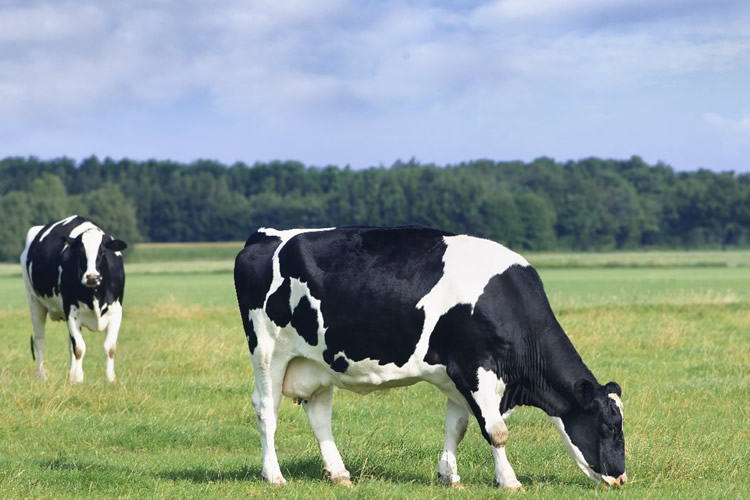 Excedente de leche desafía al mercado internacional y obliga a buscar nuevos equilibrios