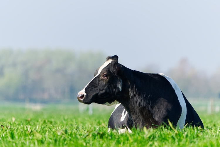Precio de la leche al productor bajo presión: disminuye un 1,7% en 2025
