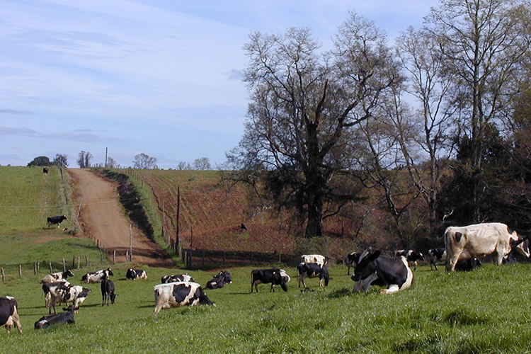 Lecheros trazan su hoja de ruta gremial entre la urgencia de los incendios y el desafío de la rentabilidad