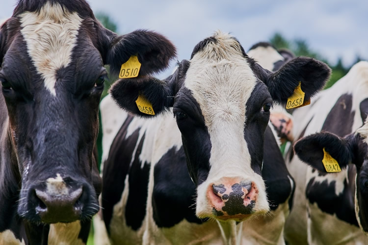 La producción mundial de leche crece sobre un 2,0% en 2025