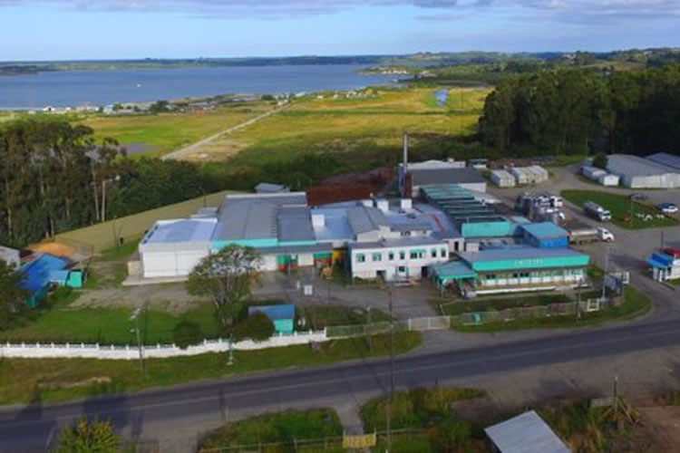 Productores lecheros reportan millonarias deudas de Chilolac: inician proceso de cobros ejecutivos