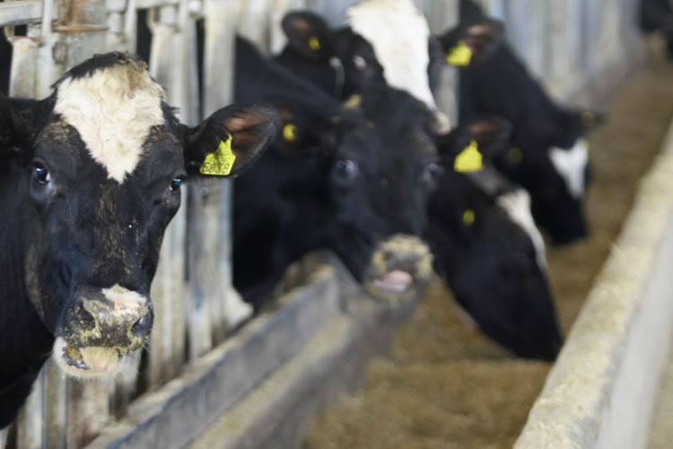  Opinión: La lechería, los gremios y la esperanza