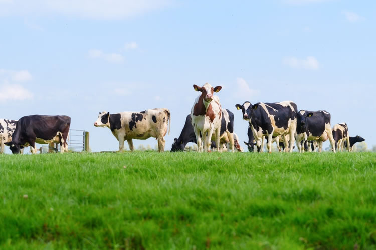 Actualización situación láctea en Oceanía, UE y Sudamérica
