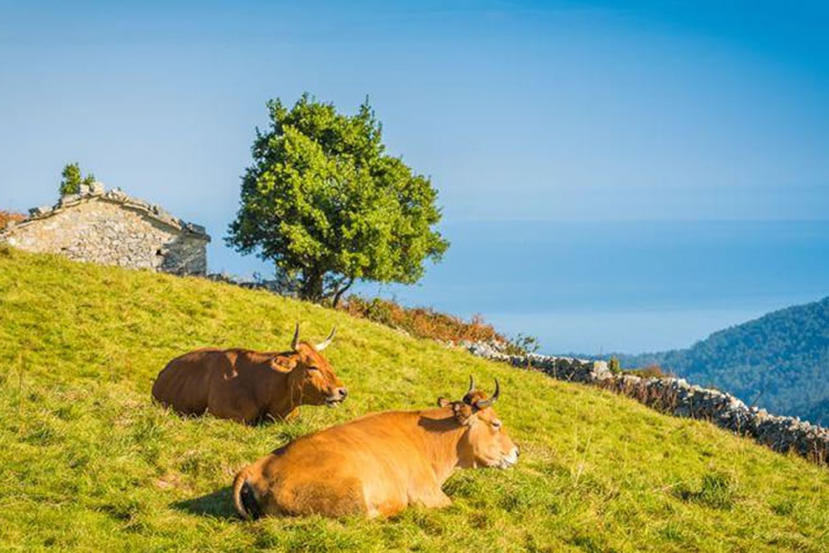 El mercado lácteo europeo arranca 2026 en fase de ajuste