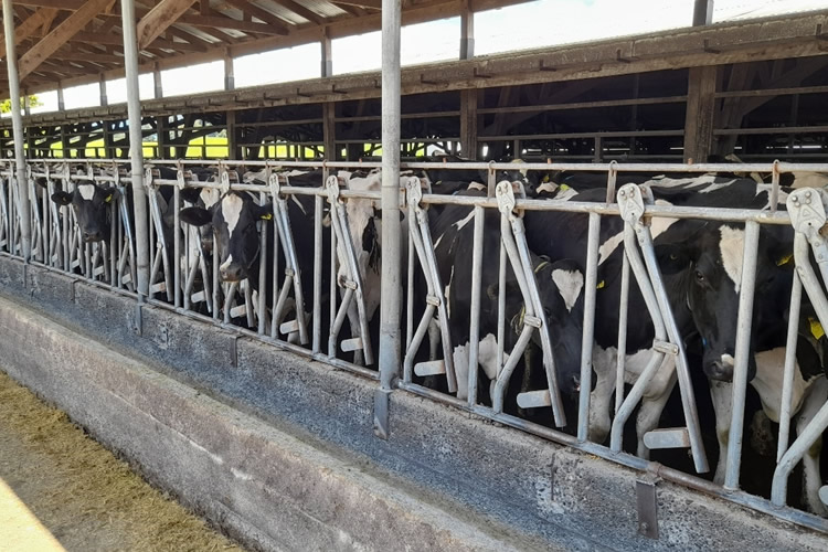 Producción regional de leche cruda registra alza generalizada en 2025
