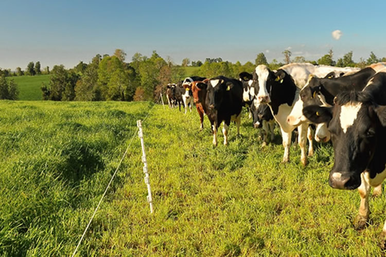 Sector lácteo chileno fortalece la sustentabilidad predial y promueve nuevos hallazgos en nutrición y salud pública