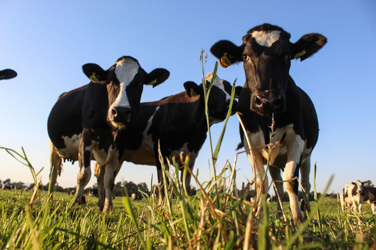 Con más de 2.500 predios activos: gremio lechero fija sus cinco urgencias ante el nuevo gobierno