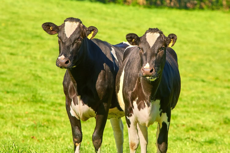 Presentan nueva herramienta de evaluación de costos y rentabilidad en lecherías