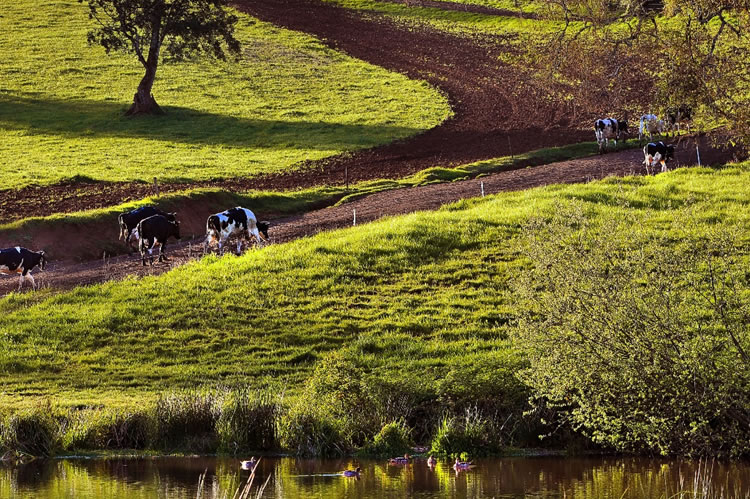 Opinión | “Agua que abunda y escasea”